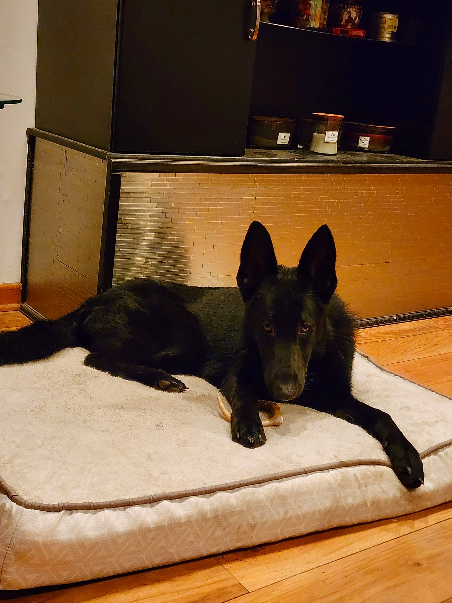 Yuri is registered to the contest to win money with this photo: canidae, carnivore, comfort, companion_dog, dog, dog_breed, fawn, felidae, floor, flooring, guard_dog, hardwood, room, snout, sporting_group, tail, terrestrial_animal, whiskers, wood, working_animal