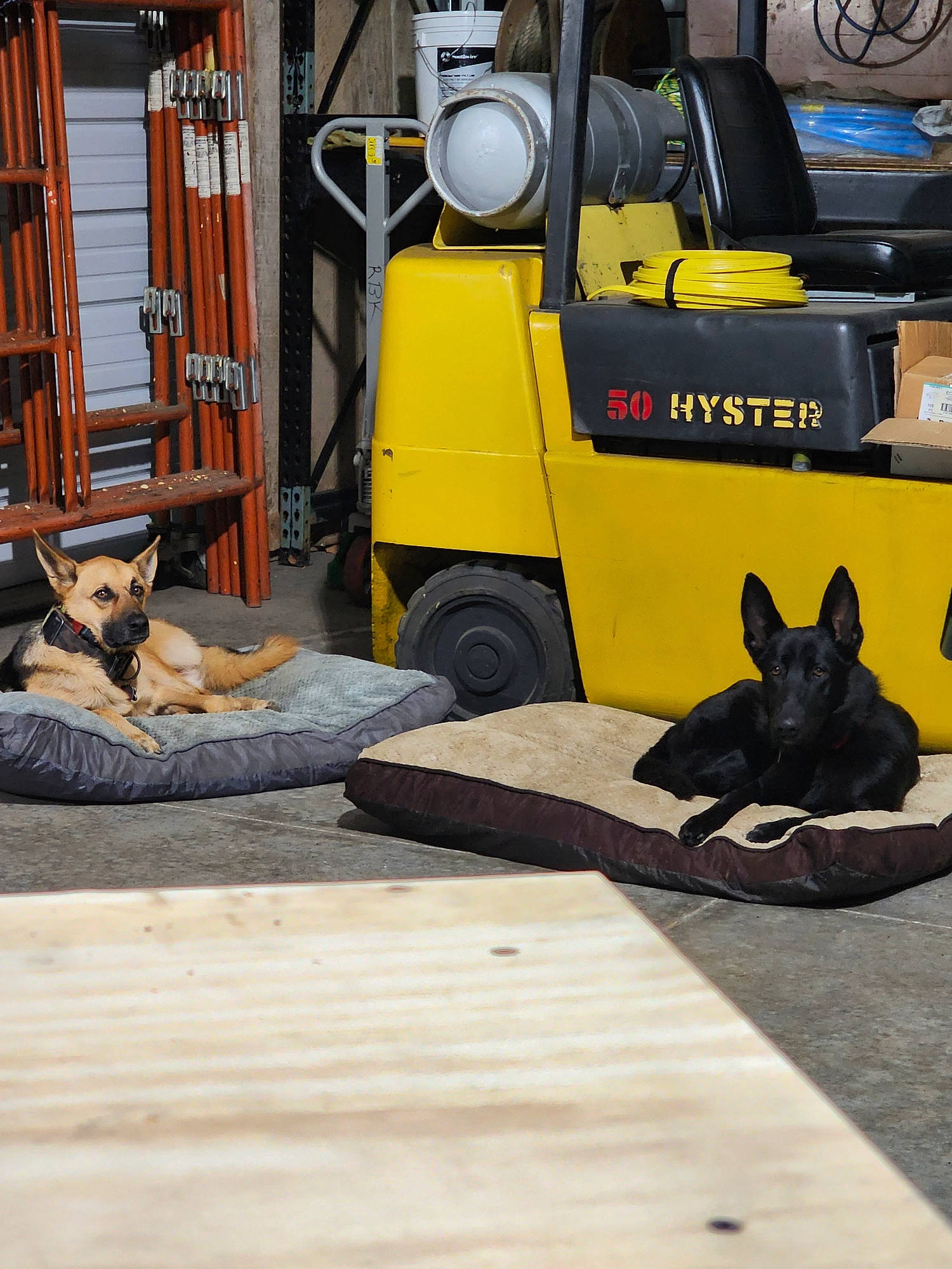 Yuri joined the competition — help win amazing prizes! asphalt, automotive_exterior, automotive_lighting, automotive_tire, automotive_wheel_system, bumper, dog, fender, flooring, gas, hardwood, mammal, motor_vehicle, road_surface, sidewalk, tire, vehicle, vertebrate, wheel, wood