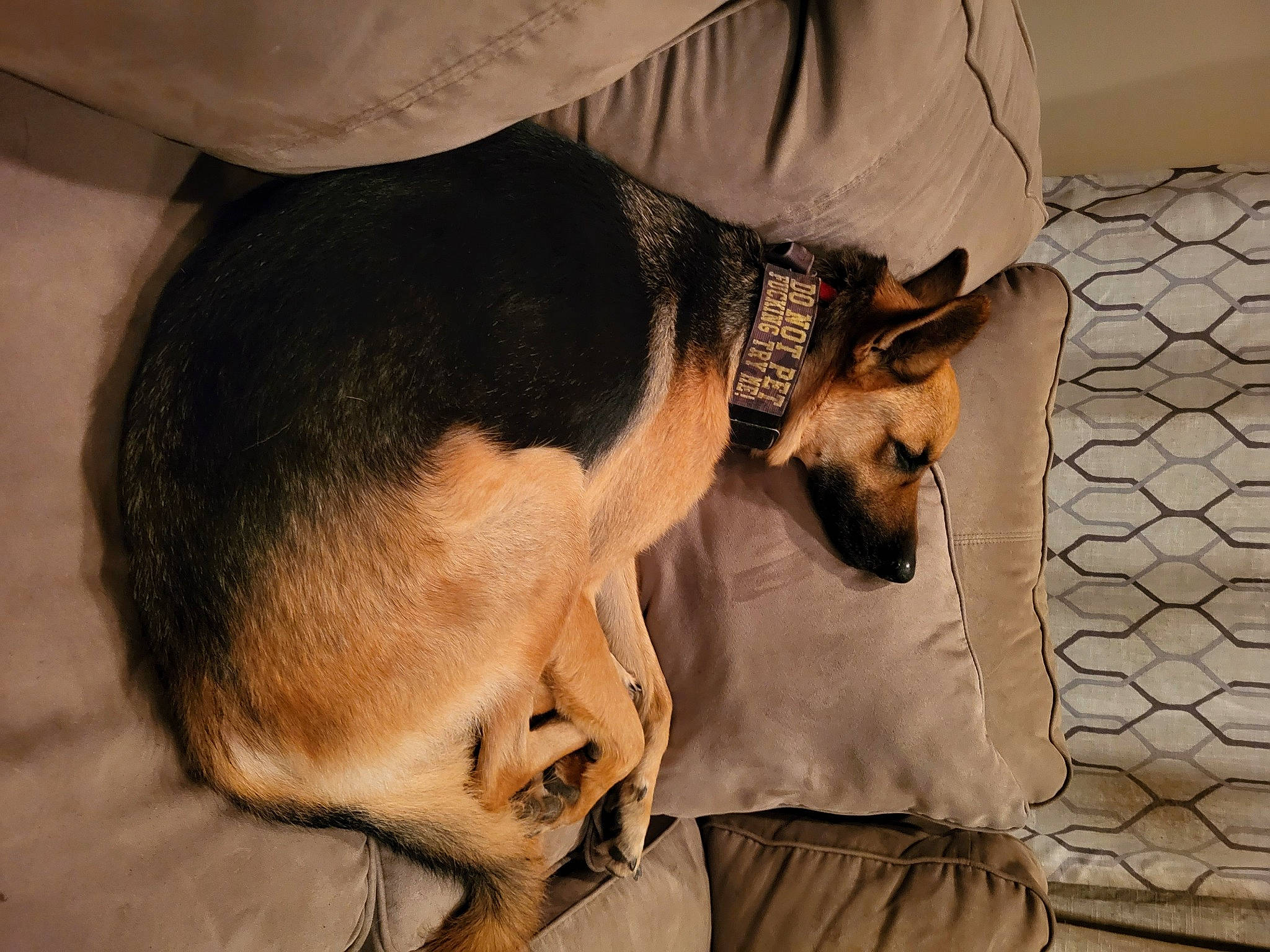 Rocky joined the competition — help win amazing prizes! beard, canidae, carnivore, comfort, companion_dog, dog, dog_breed, ear, fawn, fur, guard_dog, jaw, nap, paw, puppy, sleep, snout, sporting_group, toy_dog, whiskers