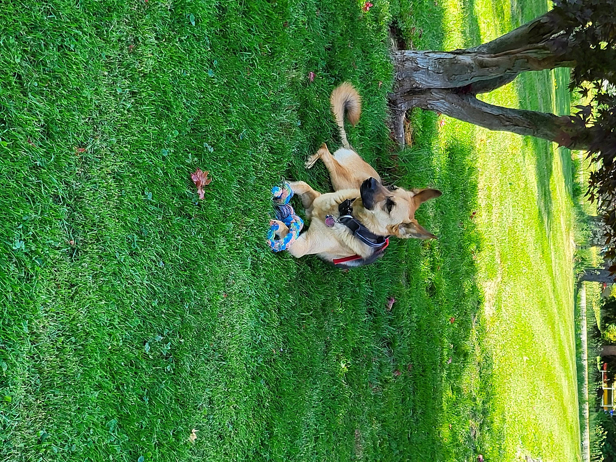 Rocky is registered to the contest to win money with this photo: carnivore, companion_dog, dog, dog_breed, fawn, fun, garden, grass, grass_family, grassland, green, groundcover, lawn, leisure, people_in_nature, plant, recreation, shrub, sporting_group, tree