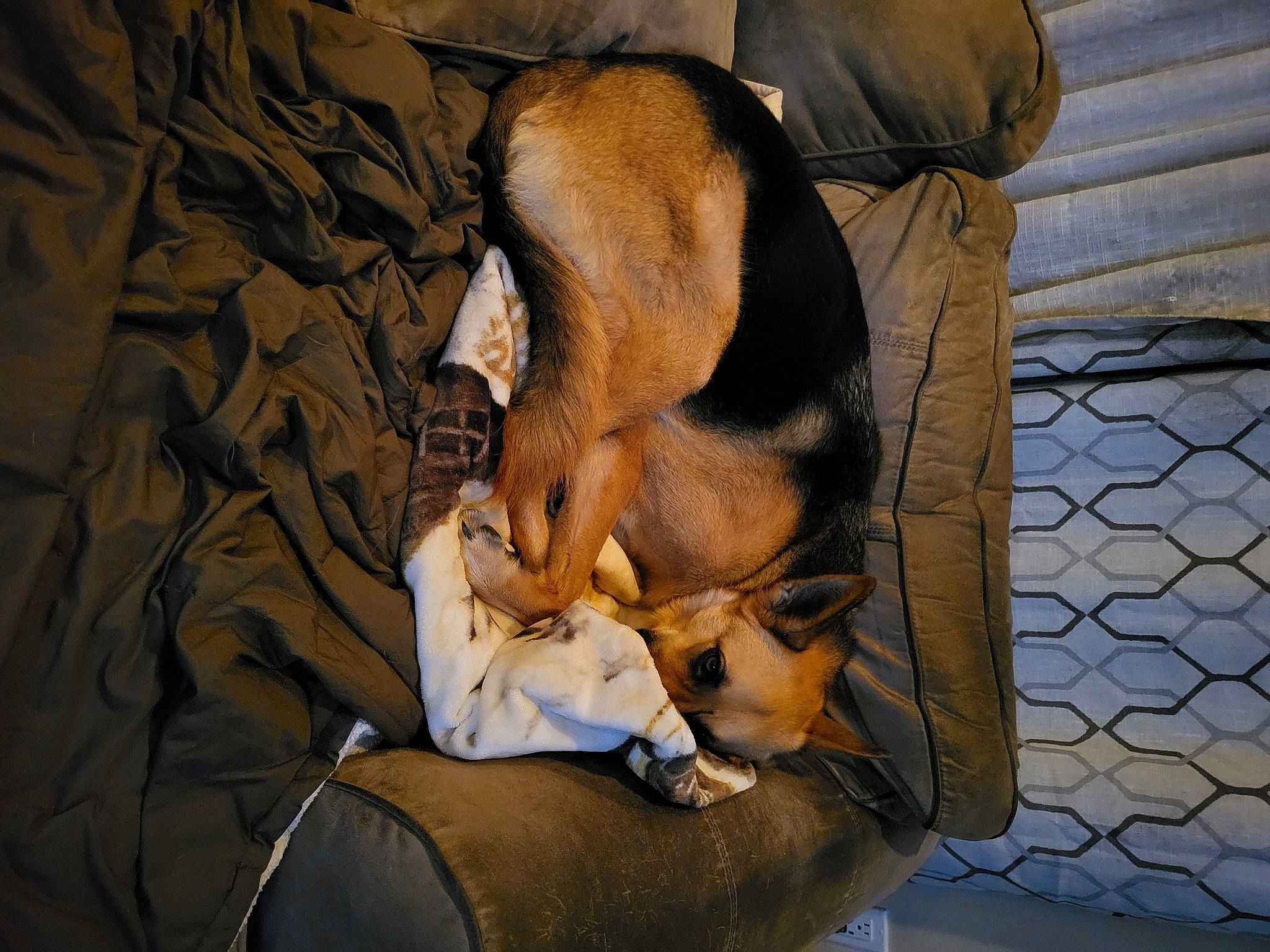 Rocky is registered to the contest to win money with this photo: beagle, carnivore, comfort, companion_dog, dog, dog_breed, fawn, finnish_hound, flooring, fur, hound, nap, paw, scent_hound, sleep, sporting_group, street_dog, toy_dog