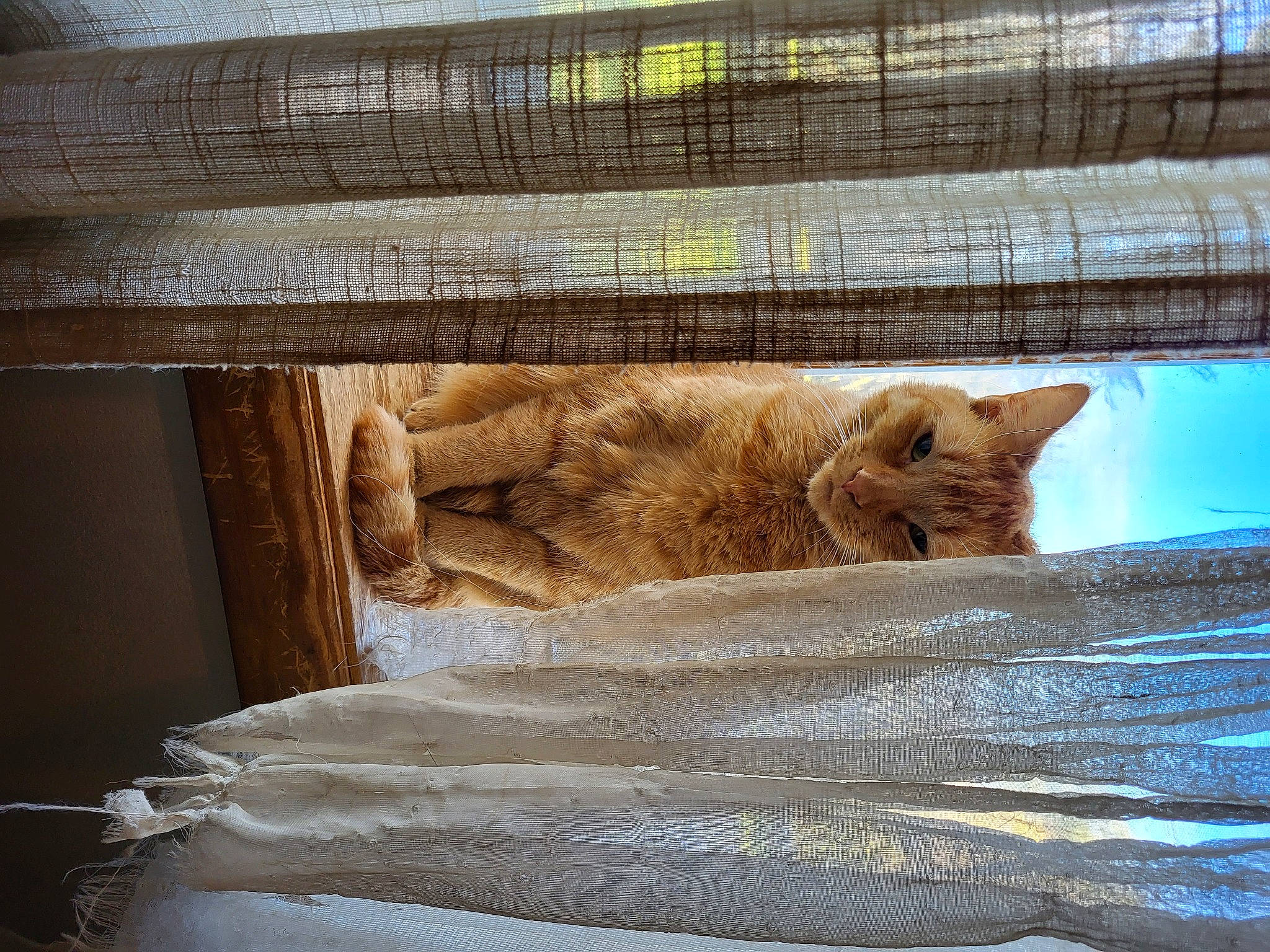 Precious joined the competition — help win amazing prizes! big_cats, cage, carnivore, cat, comfort, domestic_short_haired_cat, fawn, felidae, fur, pet_supply, recreation, rectangle, shade, small_to_medium_sized_cats, tail, terrestrial_animal, tints_and_shades, whiskers, wildlife, wood