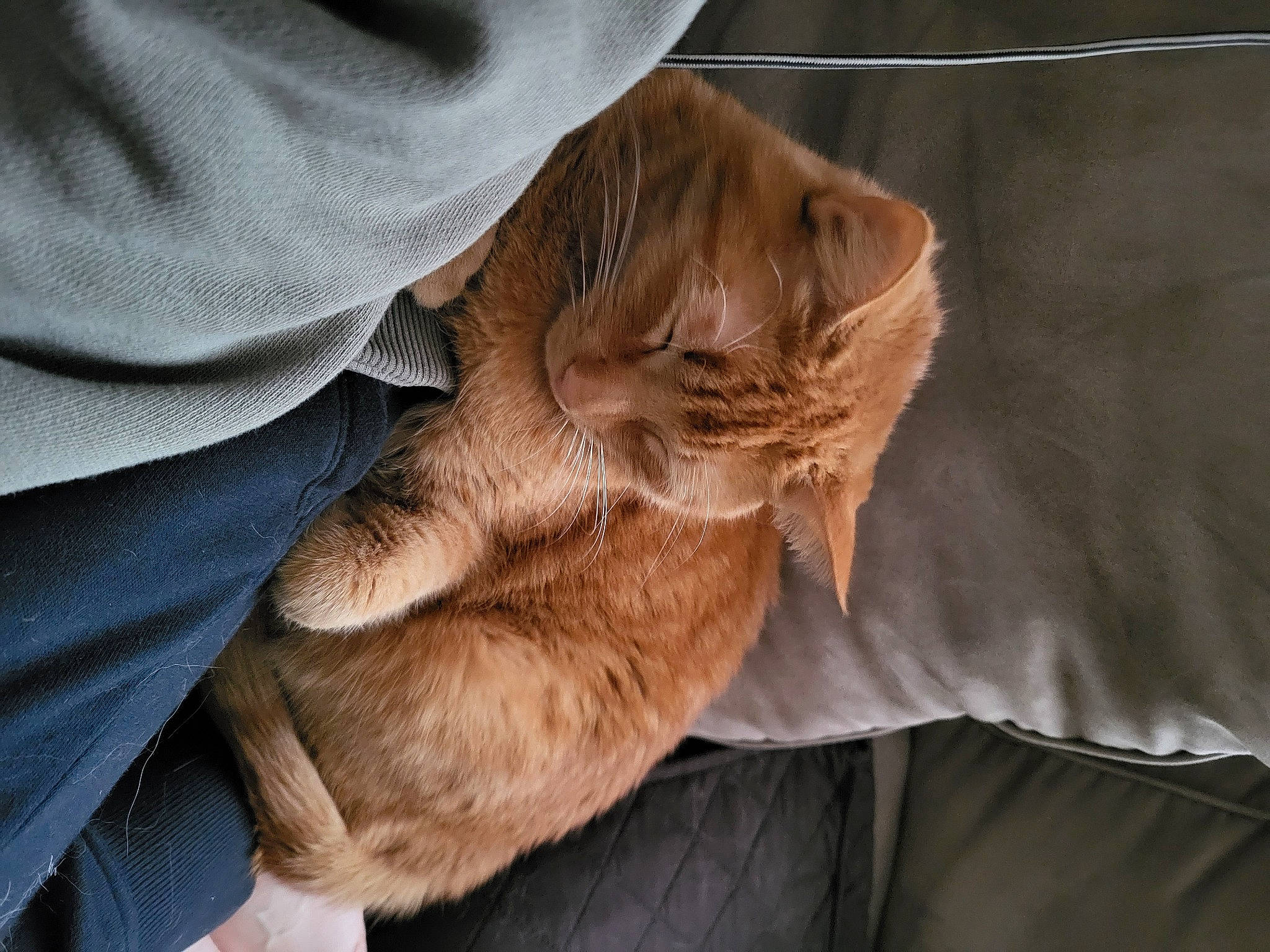 Precious joined the competition — help win amazing prizes! carnivore, cat, claw, comfort, companion_dog, domestic_short_haired_cat, fawn, felidae, fur, gesture, human_leg, liver, nail, nap, paw, small_to_medium_sized_cats, tail, whiskers, wood, wrinkle