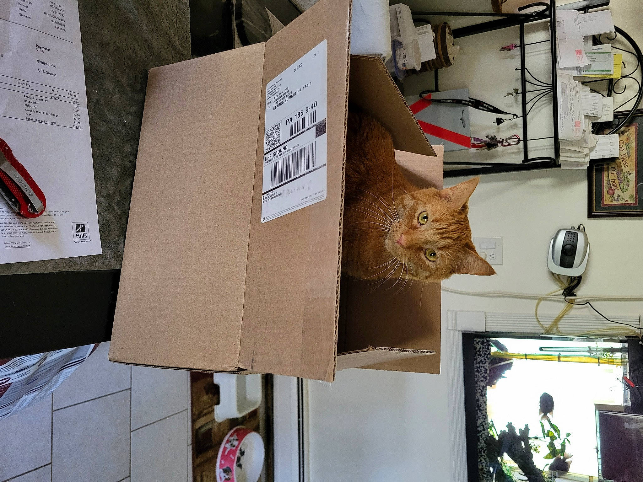 Precious joined the competition — help win amazing prizes! art, carnivore, cat, design, display_device, domestic_short_haired_cat, felidae, fur, interior_design, paper, refrigerator, room, shelf, shelving, small_to_medium_sized_cats, snapshot, television, television_set, whiskers, wood