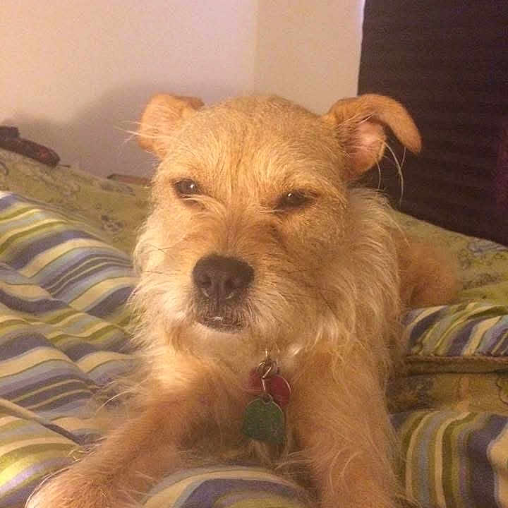 Olive is registered to the contest to win money with this photo: dog, bed, striped_bedspread, indoor, pet, canine, fur, collar, tag, resting, animal, mammal, brown, scruffy, front_legs, face, ears, nose, lying_down, cozy