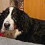 dog, bernese_mountain_dog, indoor, pet, animal, fur, black, white, brown, face, portrait, closeup, looking, curious, cozy, wooden_door, decor, bed, canine, companion
