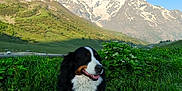 Kalicy participe au concours pour gagner de l'argent avec cette photo : dog, bernese_mountain_dog, grass, mountains, snow, sky, outdoor, nature, animal, pet, happy, landscape, greenery, scenic, walking_path, sunlight, daytime, canine, fur, mammal