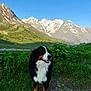 dog, bernese_mountain_dog, grass, mountains, snow, sky, outdoor, nature, animal, pet, happy, landscape, greenery, scenic, walking_path, sunlight, daytime, canine, fur, mammal