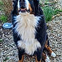 dog, bernese_mountain_dog, outdoor, pet, sitting, fluffy, black, white, brown, grass, gravel, plants, nature, canine, animal, fur, eyes, nose, mouth, paws