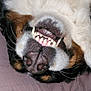 dog, upside_down, teeth, close_up, fluffy, fur, bed, pillow, fabric, lying_down, playful, canine, pet, smiling, white, brown, black, snout, nose, whiskers