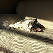 Aj joined the competition — help win amazing prizes! cat, sleeping, sunlight, armchair, indoor, tabby, white_fur, cozy, relaxation, pet, feline, nap, shadow, texture, comfort, fur, quiet, home, rest, peaceful