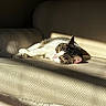 cat, sleeping, sunlight, armchair, indoor, tabby, white_fur, cozy, relaxation, pet, feline, nap, shadow, texture, comfort, fur, quiet, home, rest, peaceful