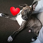 Bear is registered to the contest to win money with this photo: dog, puppy, brindle, pet, indoor, carpet, couch, paw, ear, eyes, looking_up, heart_sticker, sticker, lying_down, companion, domestic_animal, home, nose, curious, relaxed