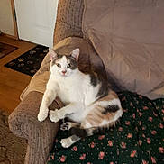 Miracle is registered to the contest to win money with this photo: armchair, blanket, carpet, cat, cozy, cute, domestic_animal, door, feline, floral_pattern, grey_patches, home, indoor, living_room, looking_at_camera, pet, relaxed, seated, white_cat, wooden_floor