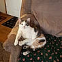 armchair, blanket, carpet, cat, cozy, cute, domestic_animal, door, feline, floral_pattern, grey_patches, home, indoor, living_room, looking_at_camera, pet, relaxed, seated, white_cat, wooden_floor
