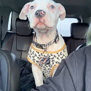 Nova joined the competition — help win amazing prizes! dog, puppy, white_dog, blue_eyes, leopard_print, harness, car_interior, car_seat, leather_seat, pet, animal, sitting, curious, calm, indoor, transportation, companion, cute, young_dog, person_partial
