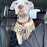 dog, puppy, white_dog, blue_eyes, leopard_print, harness, car_interior, car_seat, leather_seat, pet, animal, sitting, curious, calm, indoor, transportation, companion, cute, young_dog, person_partial