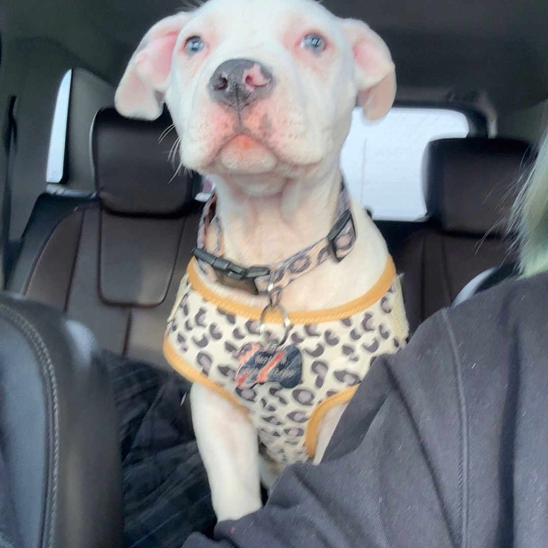 Nova