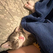 Leo is registered to the contest to win money with this photo: kitten, cat, sleeping, blanket, bed, floral, paws, pink_nose, cozy, indoor, resting, cute, pet, animal, laptop, technology, cable, soft, fur, relaxation