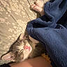 kitten, cat, sleeping, blanket, bed, floral, paws, pink_nose, cozy, indoor, resting, cute, pet, animal, laptop, technology, cable, soft, fur, relaxation