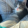 Leo is registered to the contest to win money with this photo: kitten, cat, gray_cat, white_cat, pet, animal, cute, feline, young, small, indoor, plaid_blanket, cozy, resting, curious, soft_light, pink_nose, whiskers, ears, fur
