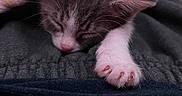 Leo joined the competition — help win amazing prizes! kitten, sleeping, paw, blanket, soft, cozy, cute, pet, animal, fur, pink, rest, nap, closeup, domestic_cat, whiskers, indoor, relax, young, tiny