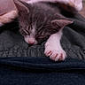 kitten, sleeping, paw, blanket, soft, cozy, cute, pet, animal, fur, pink, rest, nap, closeup, domestic_cat, whiskers, indoor, relax, young, tiny