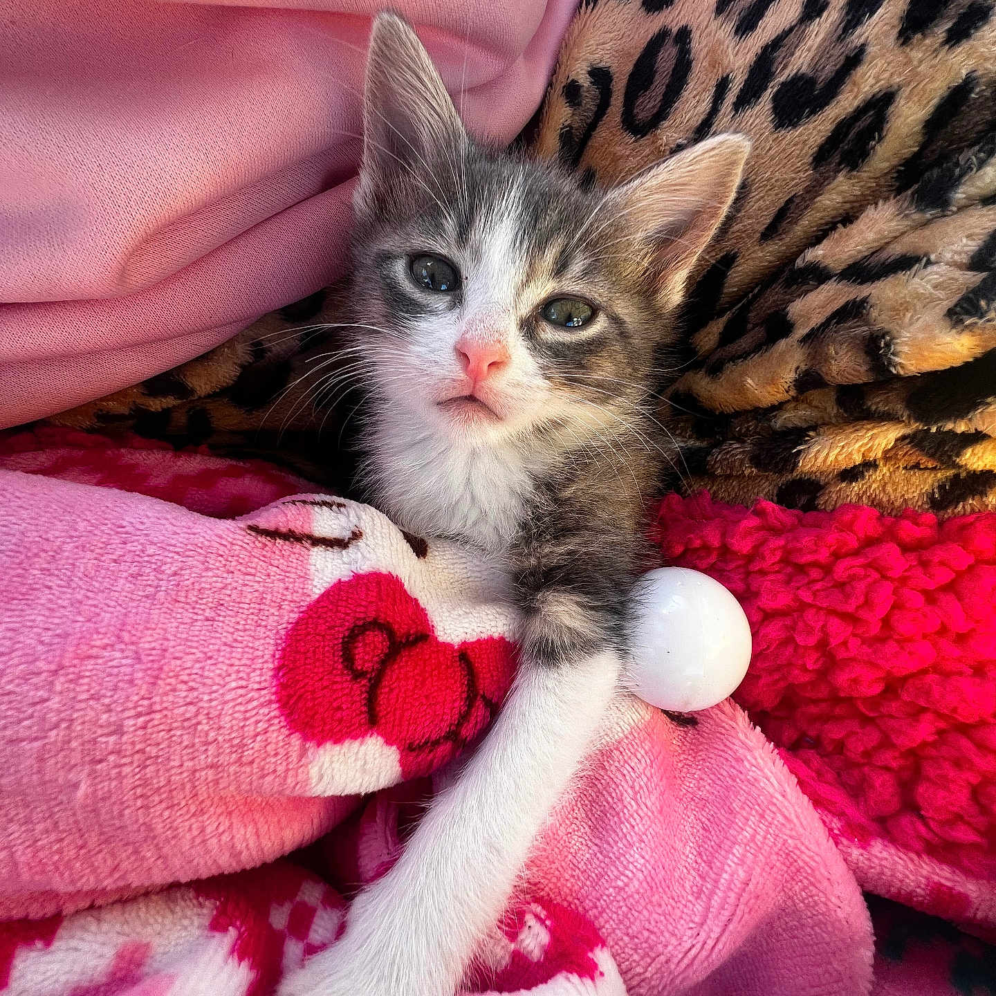 Leo is registered to the contest to win money with this photo: kitten, cat, paw, blanket, pink, leopard_print, soft, cute, pet, animal, fur, cozy, resting, young, sleepy, indoors, closeup, warm, relaxed, colorful