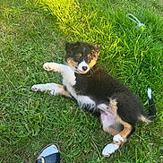 Vicky participe au concours pour gagner de l'argent avec cette photo : animal, ball, canine, clothing, dog, footwear, grass, husky, lawn, person, pet, plant, puppy, sandal, shoe, sneaker, soil, sport, tennis, tennisball