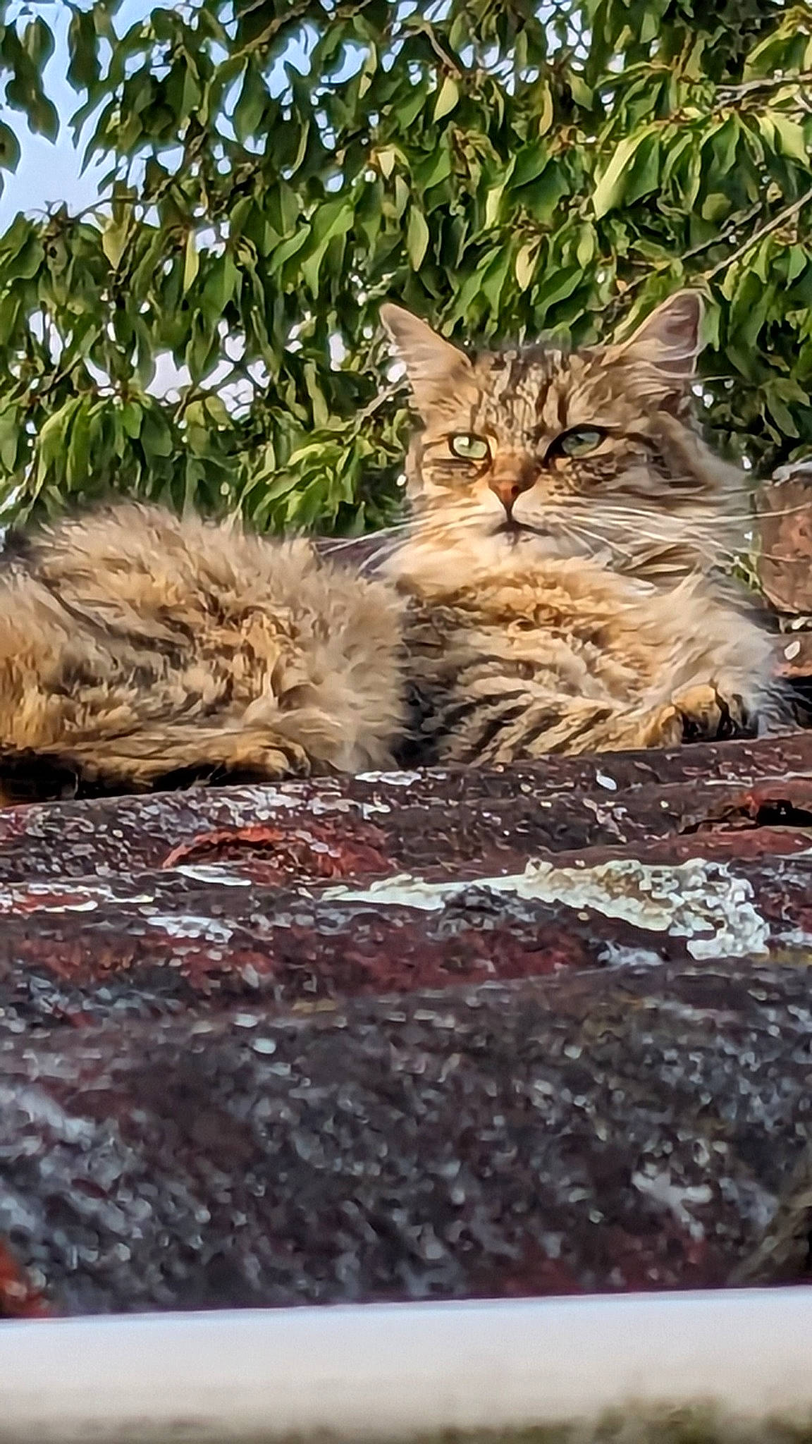 Celeste a rejoint le concours — aidez-le/la à gagner de superbes lots ! carnivore, cat, claw, domestic_short_haired_cat, fawn, felidae, fur, grass, paw, plant, rectangle, sitting, small_to_medium_sized_cats, snout, tail, terrestrial_animal, tree, whiskers, wildlife, wood