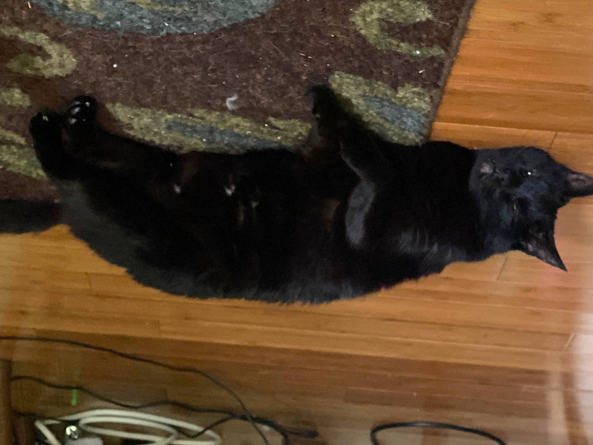 Binx is registered to the contest to win money with this photo: black_cat, bombay, borador, carnivore, cat, claw, dog_breed, domestic_short_haired_cat, felidae, flooring, fur, guard_dog, hardwood, mammal, small_to_medium_sized_cats, tail, terrestrial_animal, whiskers, wood, wood_stain