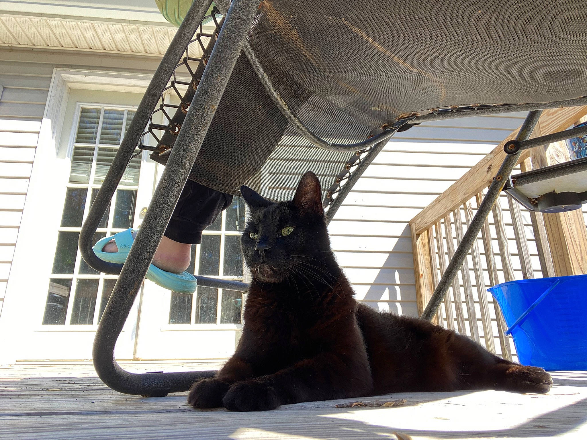 Binx joined the competition — help win amazing prizes! black_cat, carnivore, cat, domestic_short_haired_cat, fawn, felidae, fur, metal, plant, shade, shadow, small_to_medium_sized_cats, snout, tail, tints_and_shades, tree, whiskers, window, winter, wood