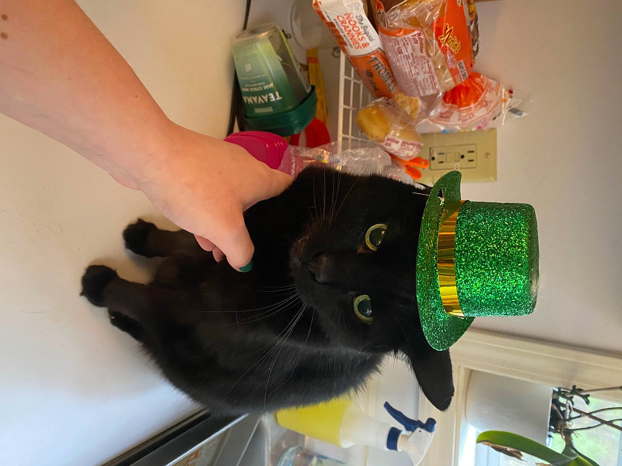 Binx is registered to the contest to win money with this photo: cat, comfort_food, fashion_accessory, finger, fur, gesture, glove, nail, personal_protective_equipment, plastic, plush, small_to_medium_sized_cats, stuffed_toy, tail, toy, wool, wrist