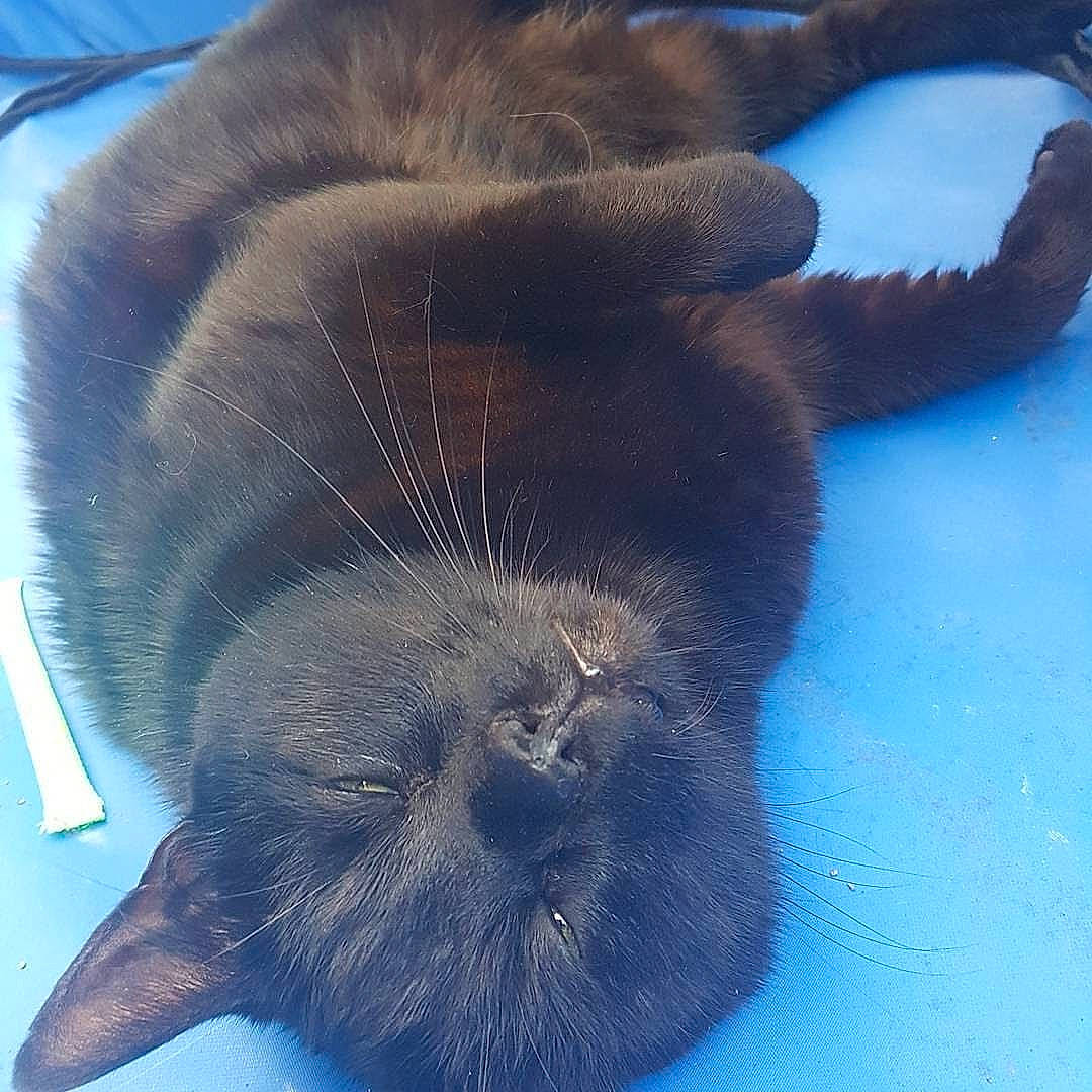 Binx is registered to the contest to win money with this photo: azure, black_cat, canidae, carnivore, cat, comfort, dog_breed, domestic_short_haired_cat, electric_blue, felidae, fur, liver, marine_mammal, paw, small_to_medium_sized_cats, snout, sporting_group, tail, terrestrial_animal, whiskers