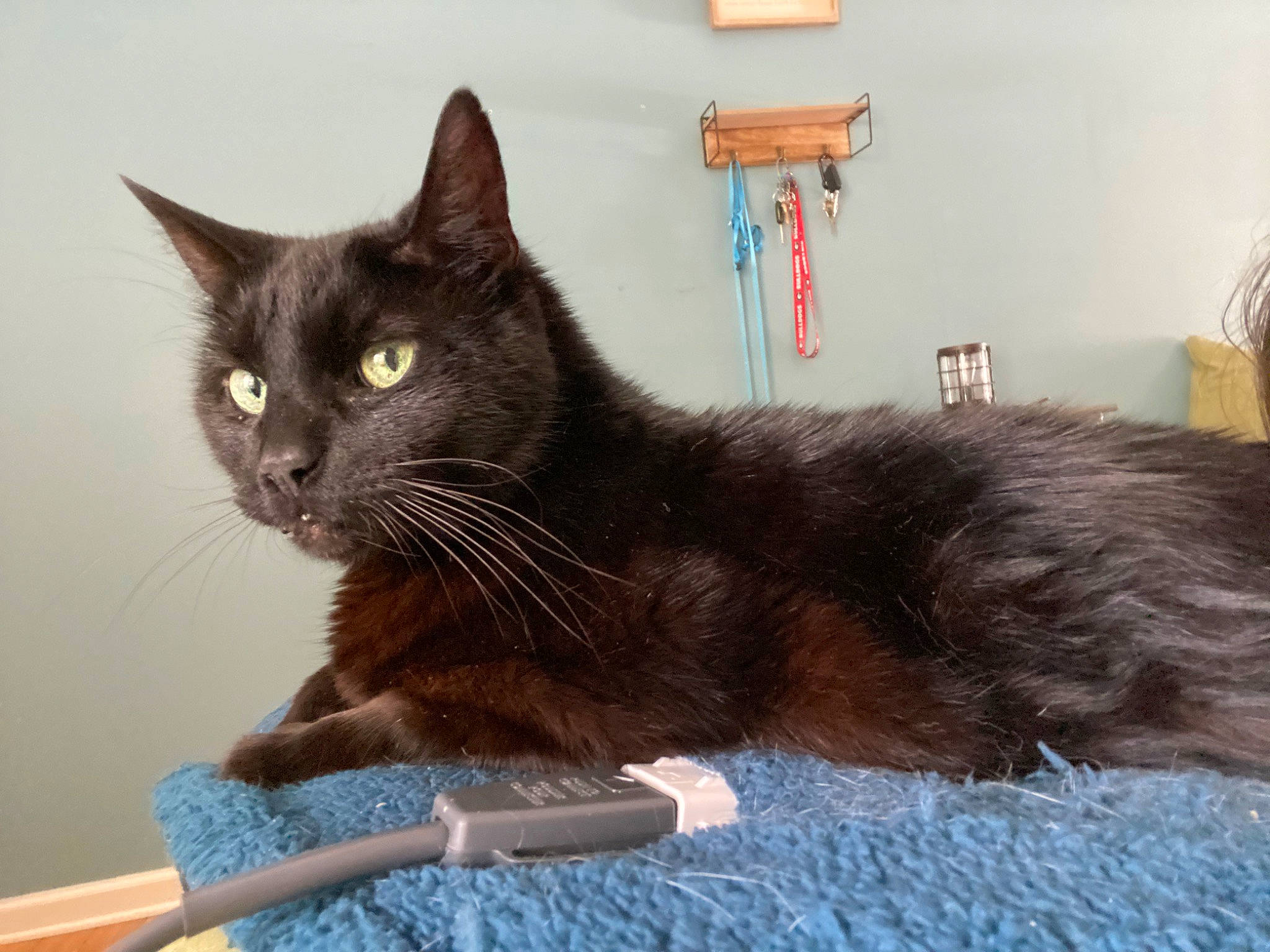 Binx joined the competition — help win amazing prizes! black_cat, bombay, box, carnivore, cat, cat_furniture, cat_supply, claw, domestic_short_haired_cat, felidae, fur, grey, paw, pet_supply, small_to_medium_sized_cats, snout, tail, terrestrial_animal, whiskers, window