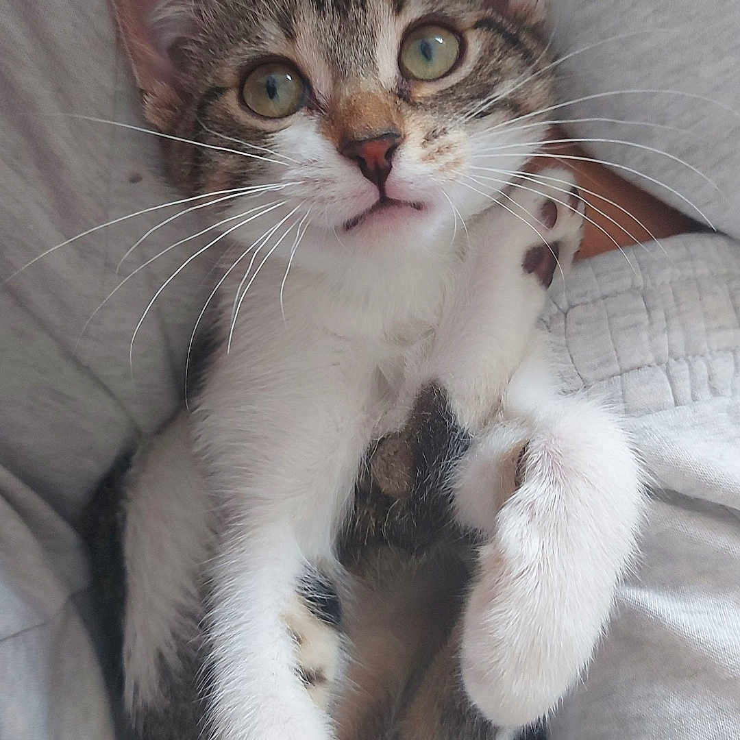Lilo a rejoint le concours — aidez-le/la à gagner de superbes lots ! abyssinian, animal, blanket, cat, chair, couch, cushion, face, furniture, head, homedecor, indoors, kitten, manx, person, pet, photography, portrait, sleeping, white