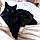 Cleo