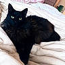 black_cat, cat, pet, animal, feline, green_eyes, long_hair, bed, blanket, indoor, cozy, resting, relaxed, soft_texture, furniture, pink_bag, room, domestic, cute, fluffy