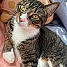 cat, tabby, close_up, yellow_eyes, white_paws, whiskers, fur, pet, indoor, blanket, polka_dot, pink, gray, relaxed, animal, mammal, feline, cute, portrait, resting
