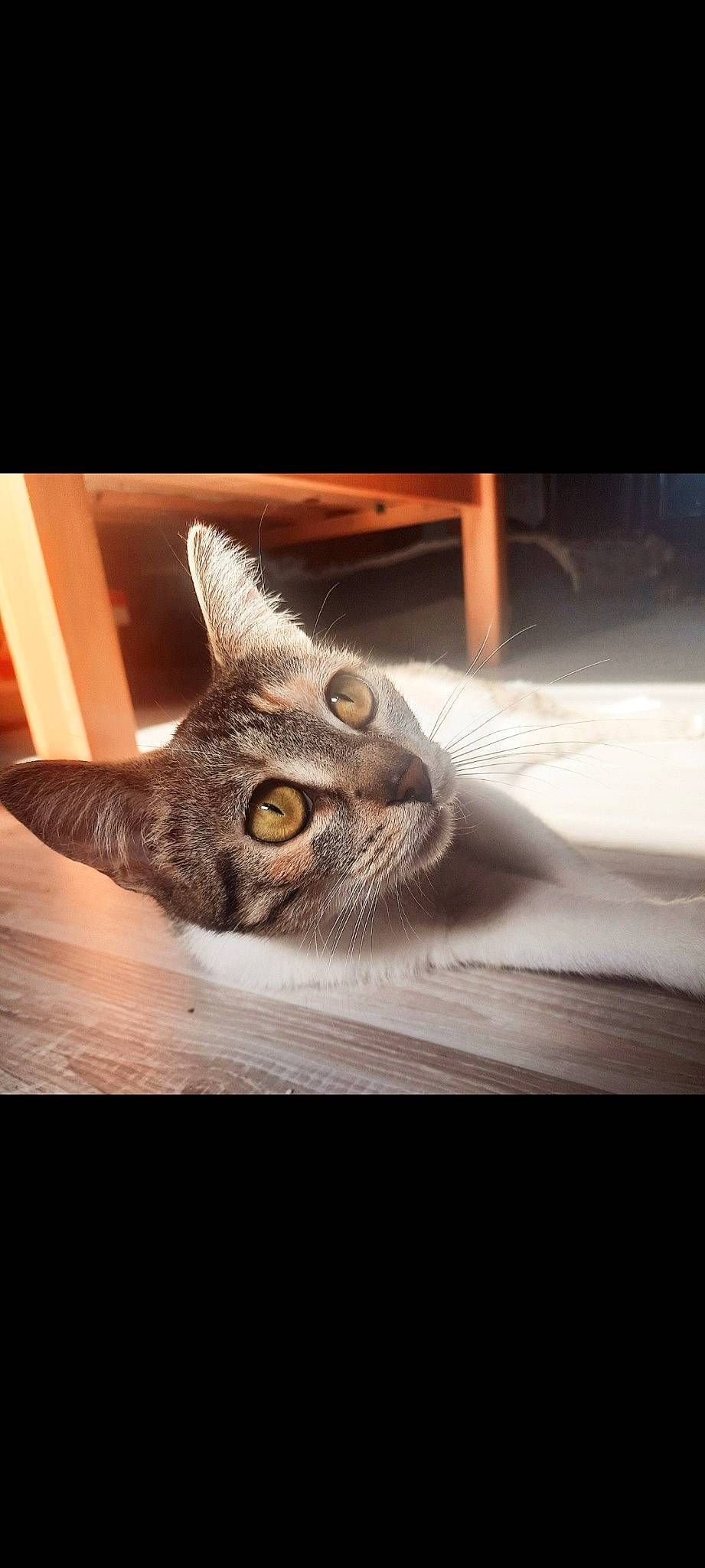 Boubi participe au concours pour gagner de l'argent avec cette photo : carnivore, cat, comfort, darkness, domestic_short_haired_cat, felidae, fur, metal, paw, photo_caption, room, sky, small_to_medium_sized_cats, square, tail, whiskers, wildlife, window, wood