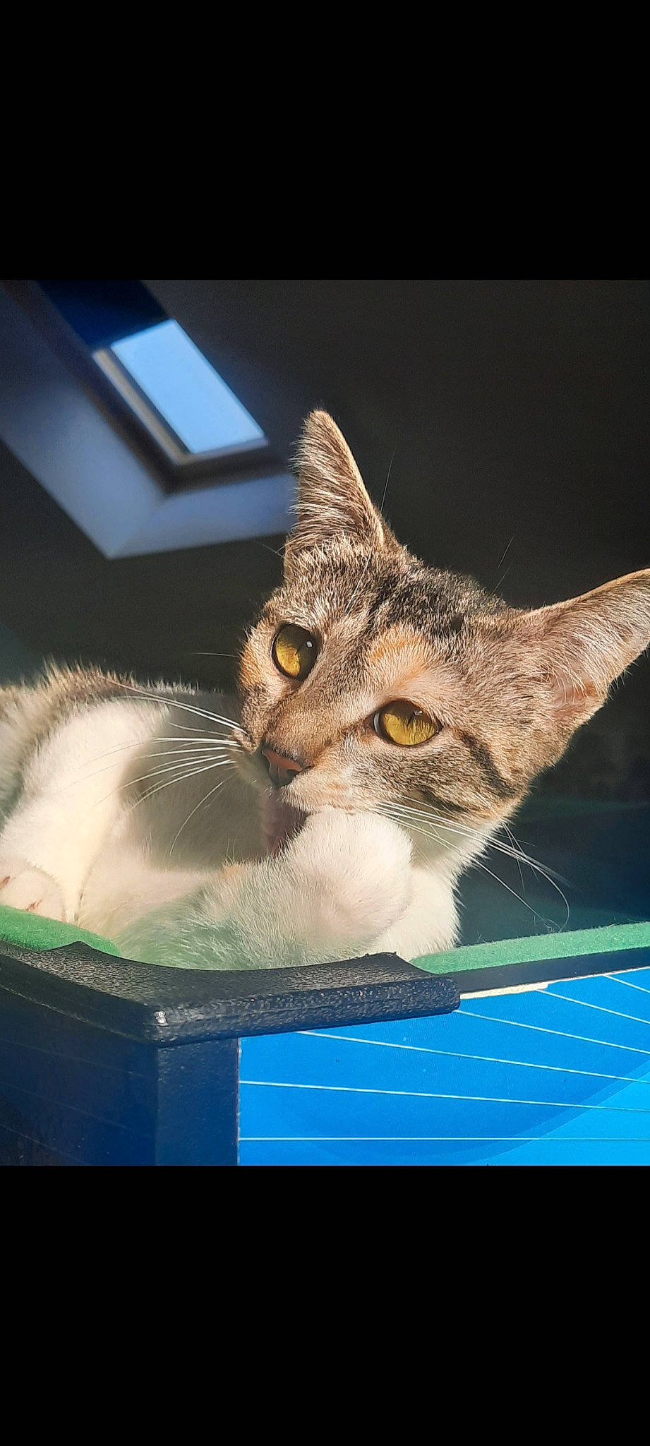 Boubi participe au concours pour gagner de l'argent avec cette photo : box, carnivore, cat, cat_furniture, cat_supply, computer_monitor, domestic_short_haired_cat, felidae, fur, organism, paw, pet_supply, photo_caption, rectangle, small_to_medium_sized_cats, snout, tail, whiskers, wildlife, window