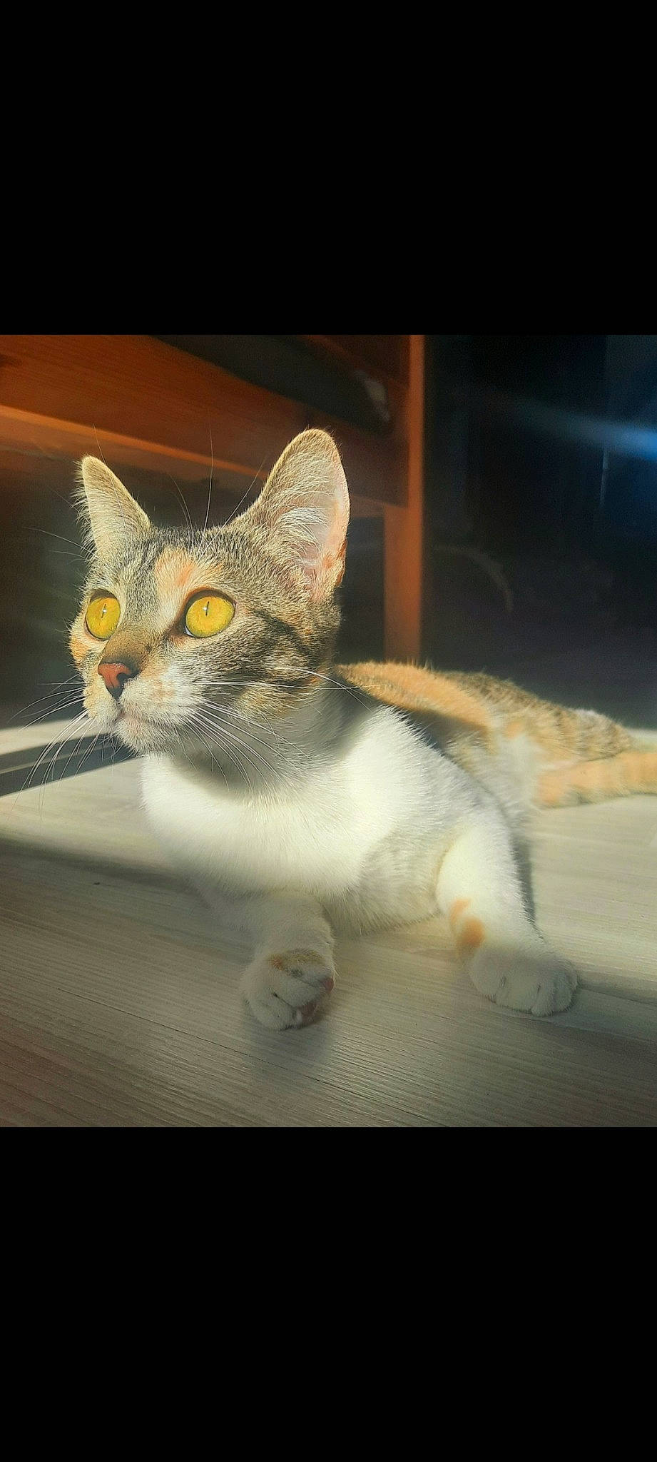 Boubi a rejoint le concours — aidez-le/la à gagner de superbes lots ! art, carnivore, cat, domestic_short_haired_cat, felidae, fur, grey, illustration, metal, paw, photo_caption, small_to_medium_sized_cats, snout, square, still_life_photography, tail, visual_arts, whiskers, wildlife, window