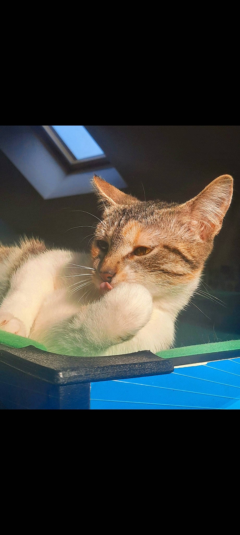 Boubi participe au concours pour gagner de l'argent avec cette photo : box, carnivore, cat, cat_supply, comfort, display_device, domestic_short_haired_cat, fawn, felidae, fur, grass, paw, pet_supply, photo_caption, rectangle, small_to_medium_sized_cats, snout, tail, whiskers, window