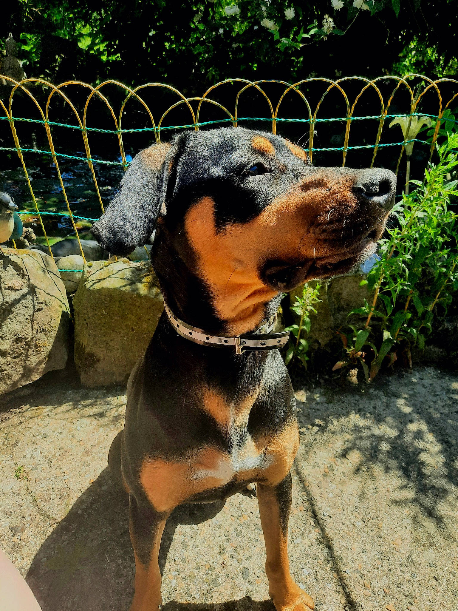 Prince participe au concours pour gagner de l'argent avec cette photo : carnivore, collar, companion_dog, dog, dog_breed, fence, grass, mesh, pet_supply, plant, snout, terrestrial_animal, working_animal, working_dog