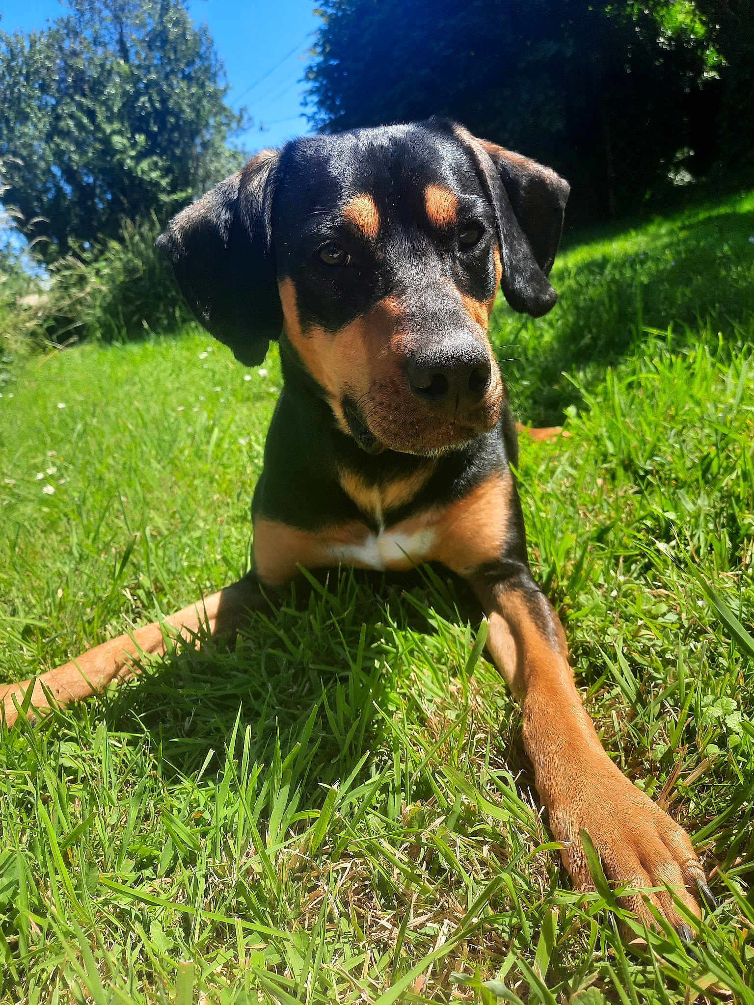 Prince