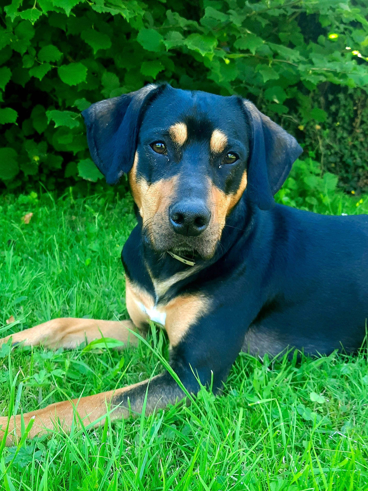 Prince participe au concours pour gagner de l'argent avec cette photo : canidae, carnivore, circle, companion_dog, dog, dog_breed, electric_blue, grass, groundcover, hound, hunting_dog, plant, snout, sporting_group, terrestrial_animal, whiskers, working_animal, working_dog
