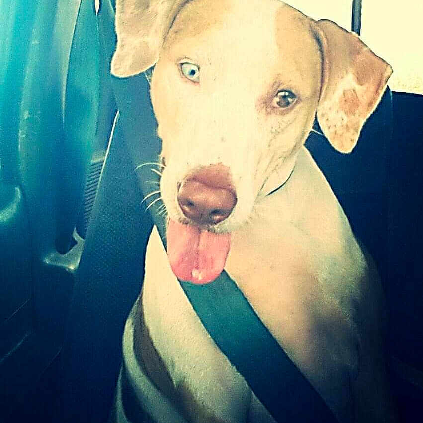 Gypsy is registered to the contest to win money with this photo: canidae, carnivore, dog, dog_breed, ear, fawn, jaw, labrador_retriever, mammal, non_sporting_group, nose, photo_caption, pit_bull, puppy, selfie, snout, sporting_group, vizsla, weimaraner