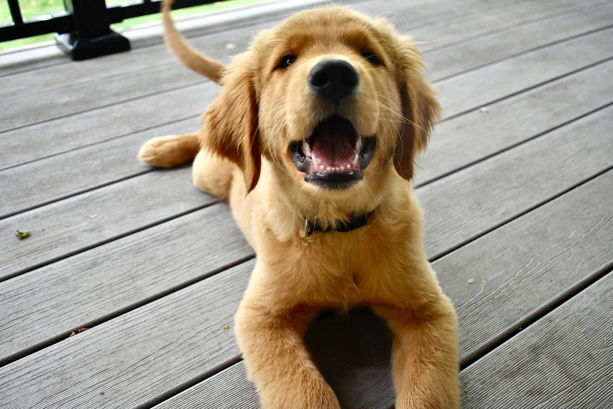 Dakota Wallen is registered to the contest to win money with this photo: canidae, carnivore, companion_dog, dog, dog_breed, fawn, flooring, fur, gun_dog, hardwood, labrador_retriever, liver, paw, plank, retriever, snout, whiskers, wood, wood_stain, working_animal