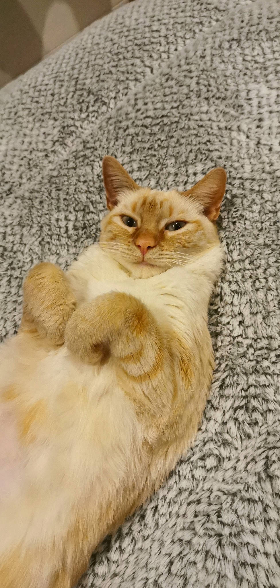 Noxy a rejoint le concours — aidez-le/la à gagner de superbes lots ! aegean_cat, arabian_mau, asian, asian_semi_longhair, australian_mist, carnivore, cat, domestic_long_haired_cat, european_shorthair, fawn, felidae, german_rex, kitten, mammal, ragamuffin, small_to_medium_sized_cats, somali, tabby_cat, vertebrate, whiskers