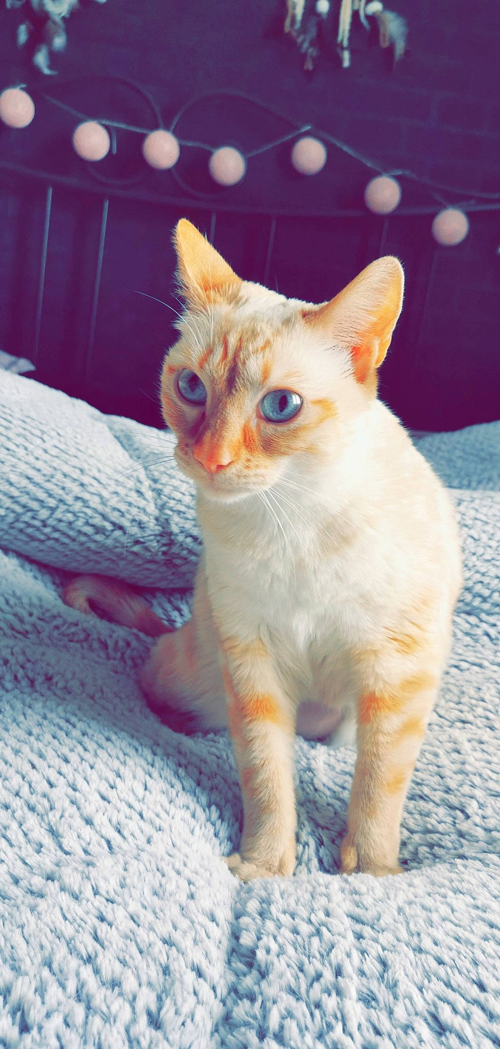 Noxy a rejoint le concours — aidez-le/la à gagner de superbes lots ! aegean_cat, american_wirehair, arabian_mau, asian, carnivore, cat, colorpoint_shorthair, cornish_rex, devon_rex, domestic_short_haired_cat, eye, fawn, felidae, german_rex, kitten, mammal, singapura, small_to_medium_sized_cats, vertebrate, whiskers